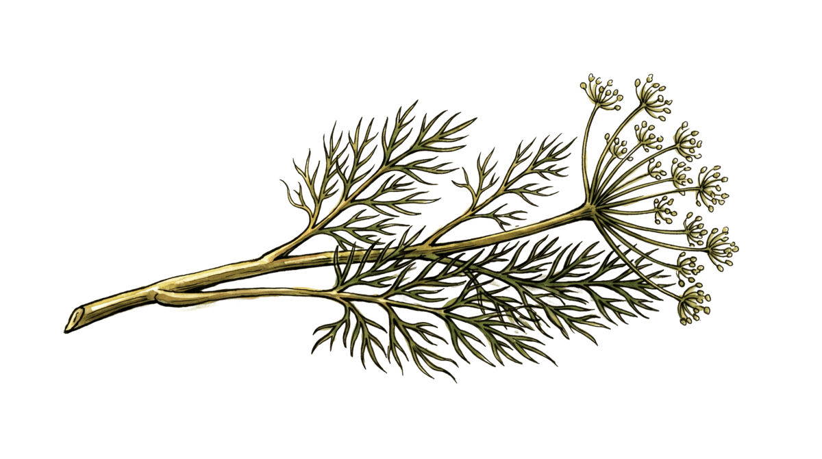 Dill – Pflanze im Beet