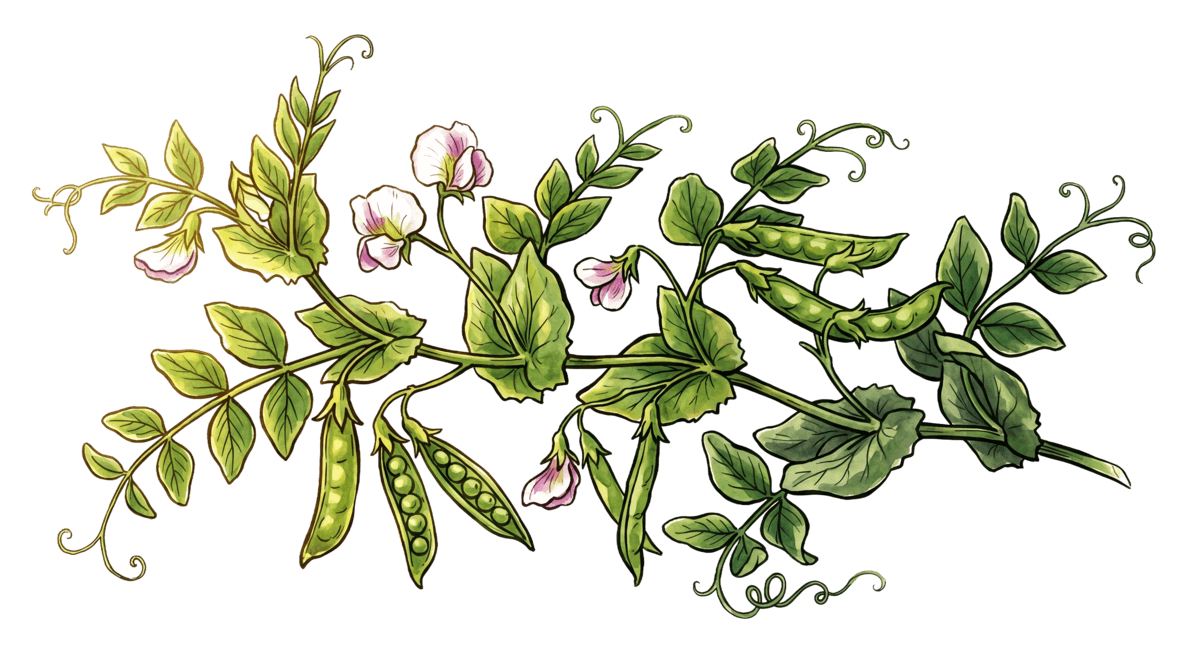 Erbsen – Pflanze im Beet