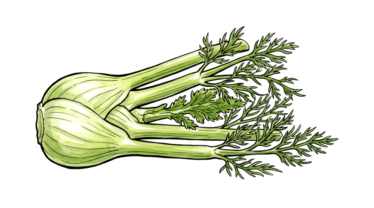 Knollenfenchel – Pflanze im Beet