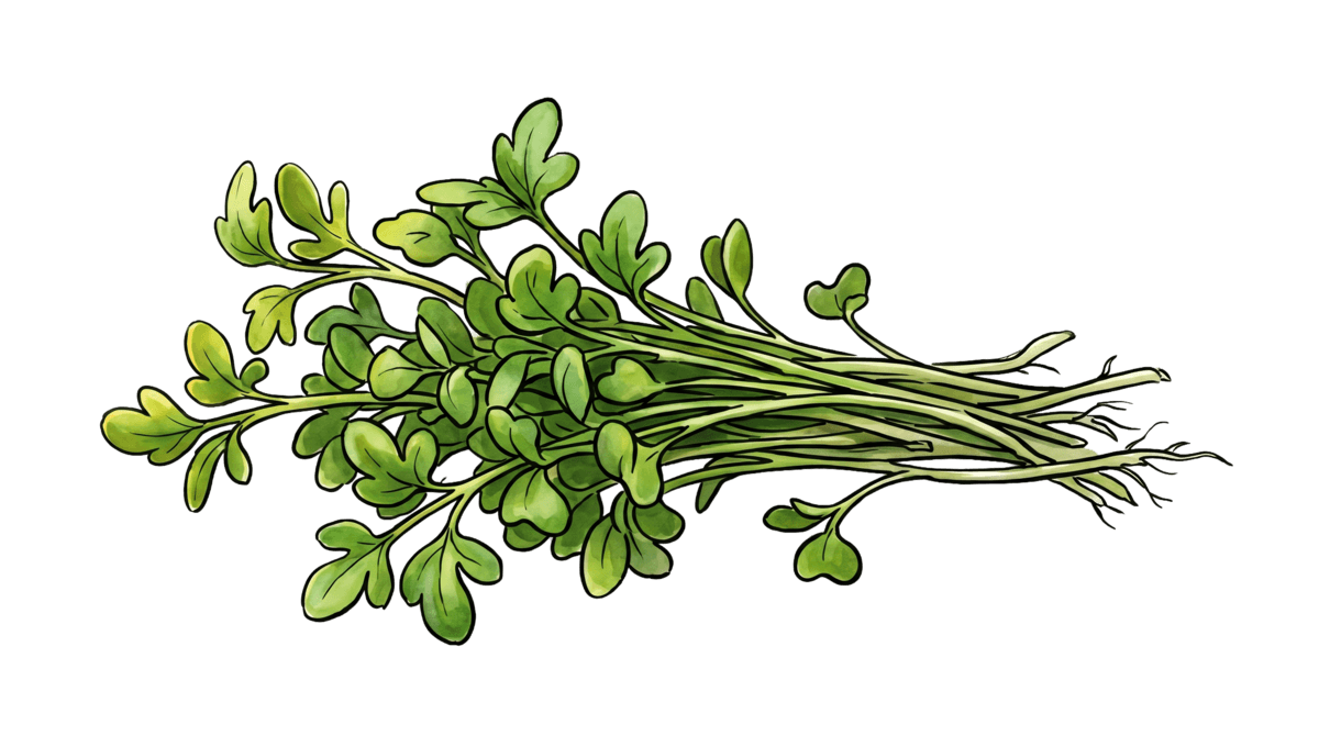 Kresse – Pflanze im Beet
