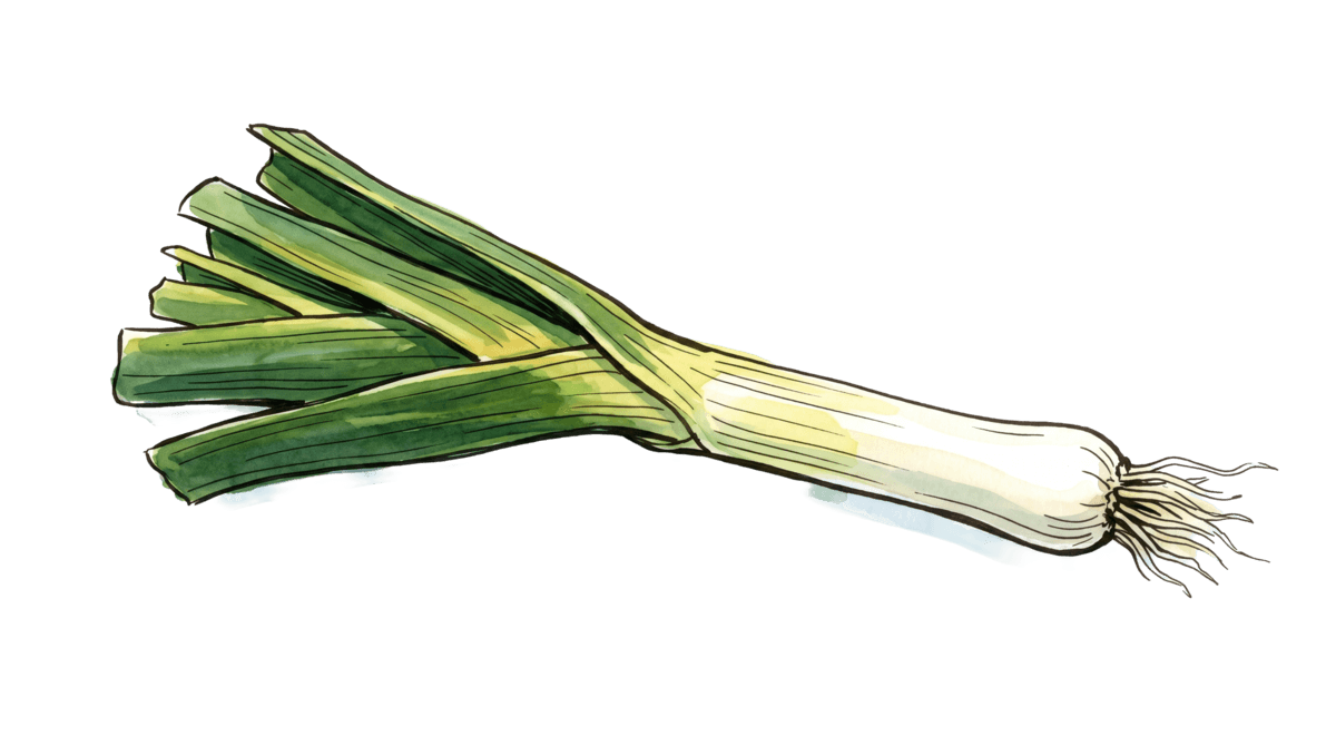 Lauch – Pflanze im Beet