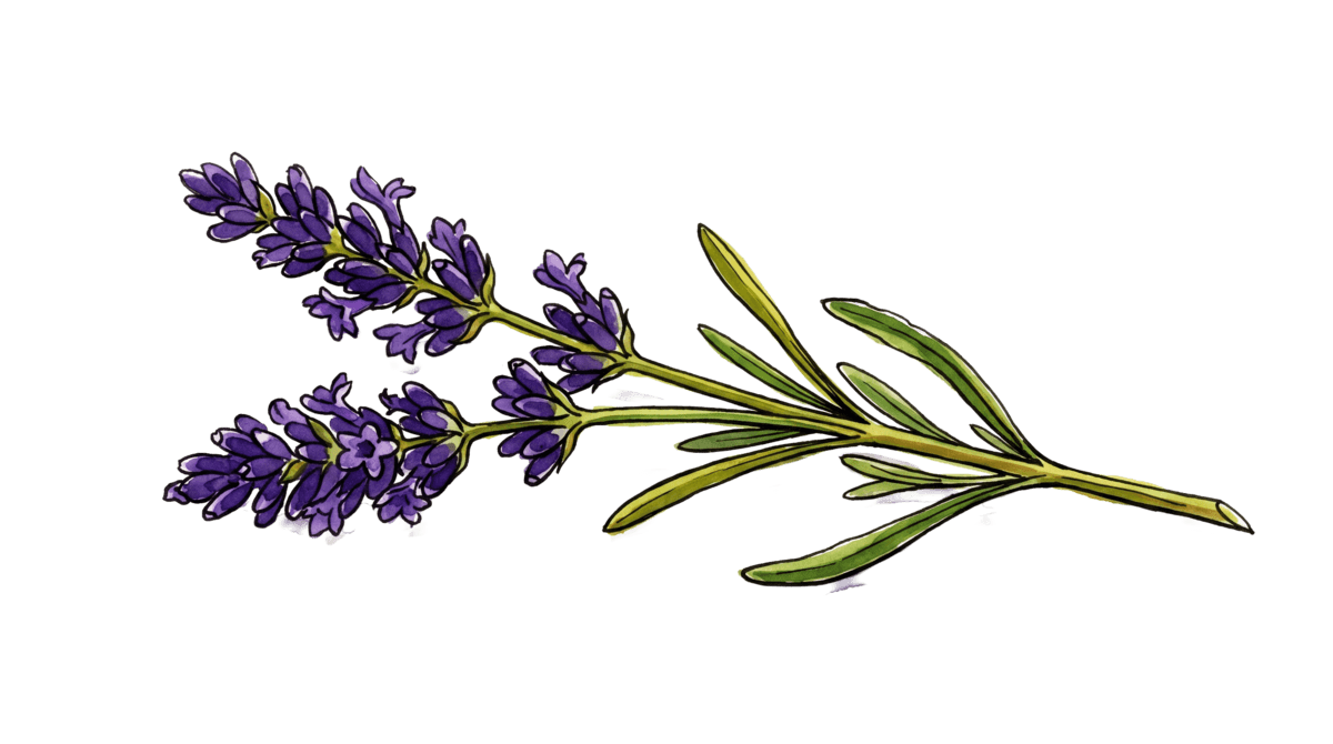 Echter Lavendel – Pflanze im Beet