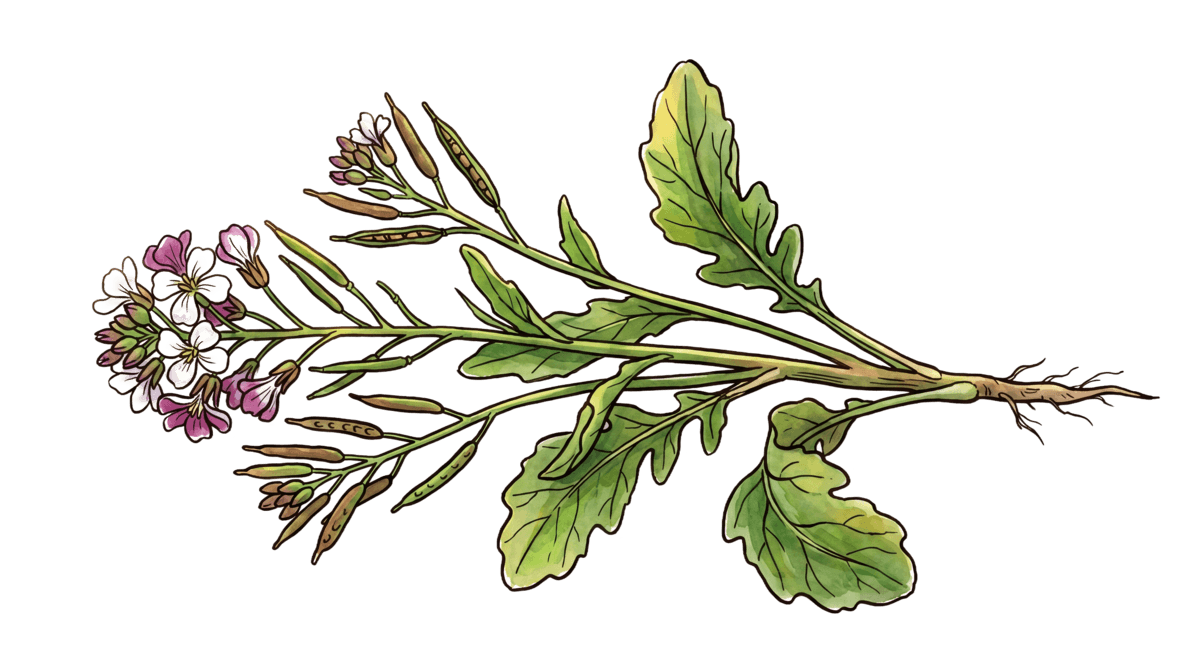 Ölrettich – Pflanze im Beet