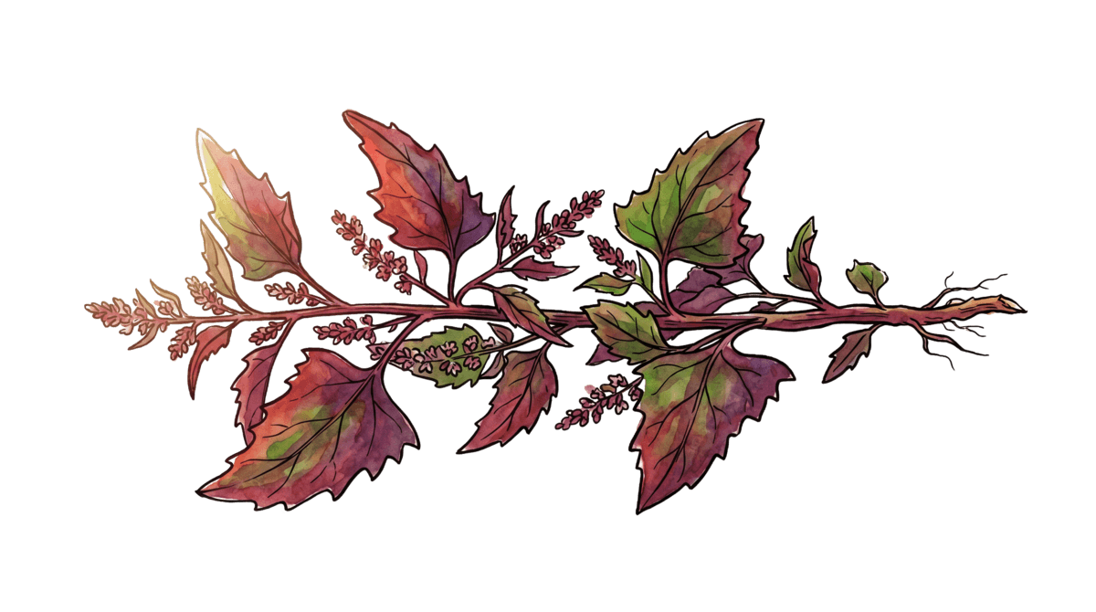 Gartenmelde – Pflanze im Beet