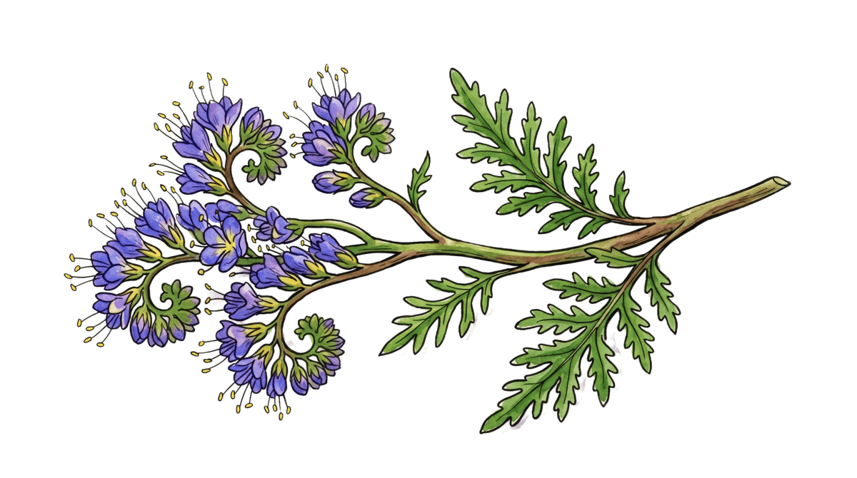 Phacelia – Pflanze im Beet