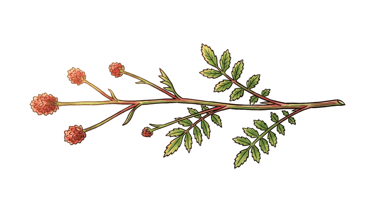 Pimpinelle – Pflanze im Beet