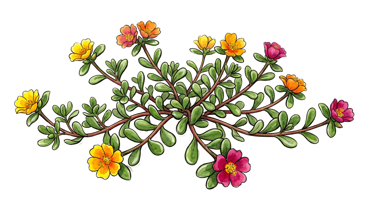 Portulak – Pflanze im Beet