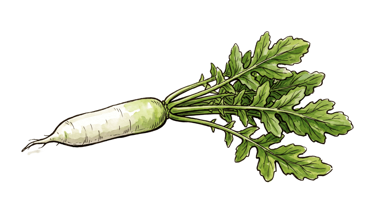 Rettich – Pflanze im Beet