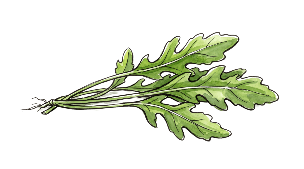 Rucola – Pflanze im Beet