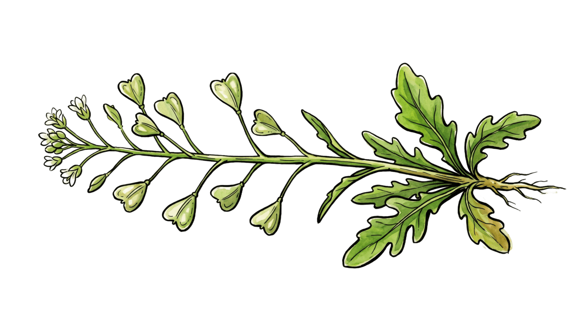 Hirtentäschel – Pflanze im Beet