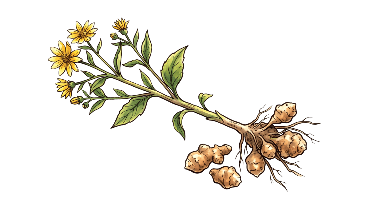 Topinambur – Pflanze im Beet