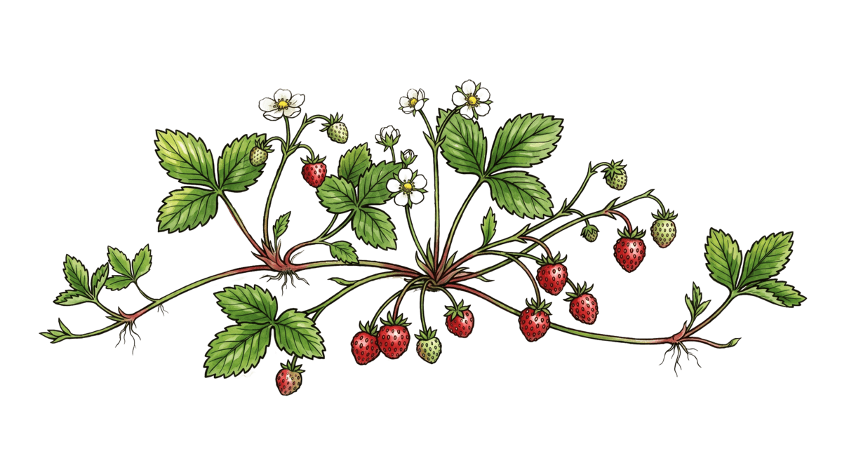 Walderdbeere – Pflanze im Beet