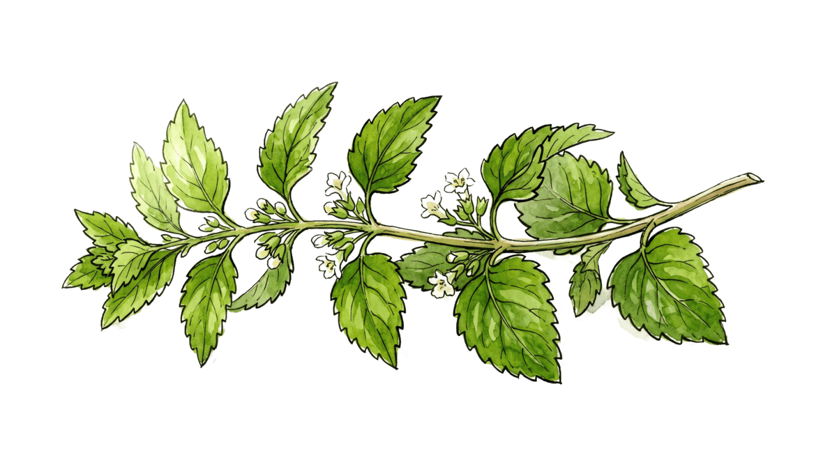 Zitronenmelisse – Pflanze im Beet